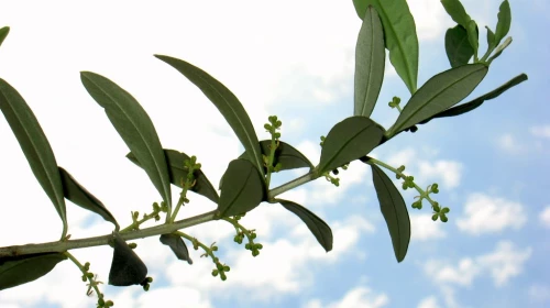 Previsioni per il week-end delle Palme. Tempo fresco e instabile